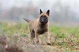 MALINOIS 881